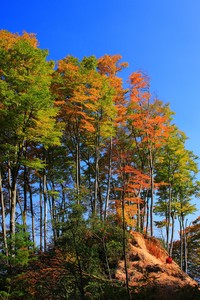 巴勒莫主场击败博洛尼亚，豪取四连胜